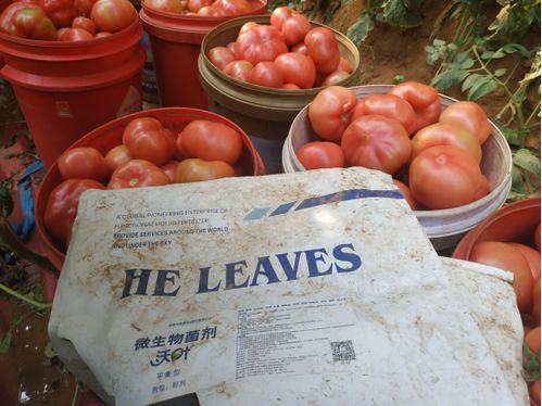 注意了 西红柿用什么肥产量高
